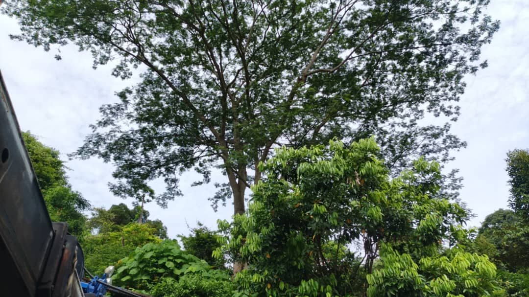Completed tree care and landscaping project 11